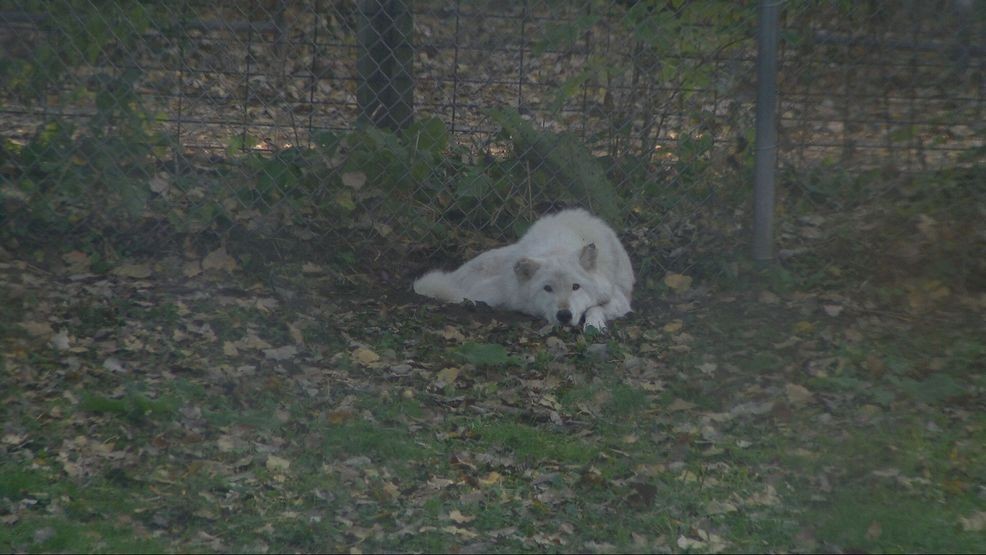 Bay Beach Wildlife Sanctuary plans 564-acre habitat restoration, construction eyed in 2028 — Fox 11 Green Bay Local, Corpus Christi Community news
